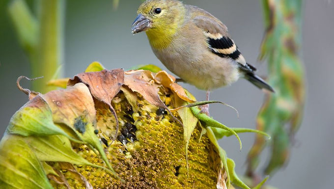 How to create a bird haven in your backyard
