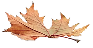 leaf-8.png
