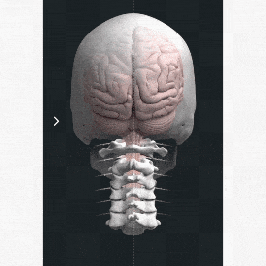 Neck-Misalignment-Elite-Upper-Cervical-NUCCA-Dr.-Corey-Burt-min.gif
