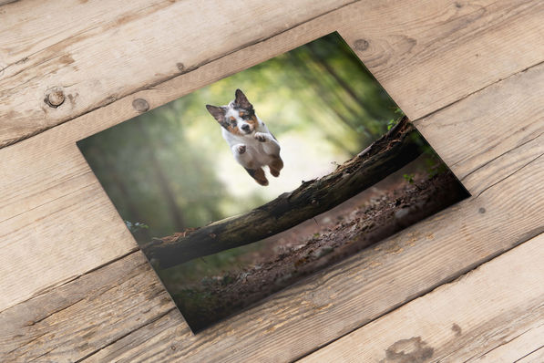 Dog photographer in Inverclyde and Glasgow
