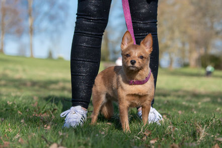 Pet Business Brand Photography Glasgow