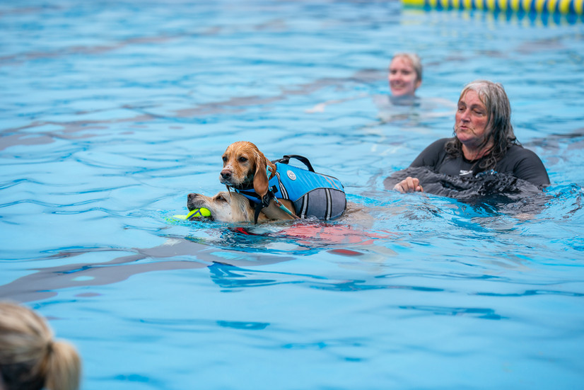 Gourock Pool Doggy Dip 2025