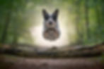 Happy Dog jumping over log Dog photographer in Inverclyde and Glasgow