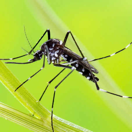 LUTTE PREVENTIVE CONTRE LES MOUSTIQUES