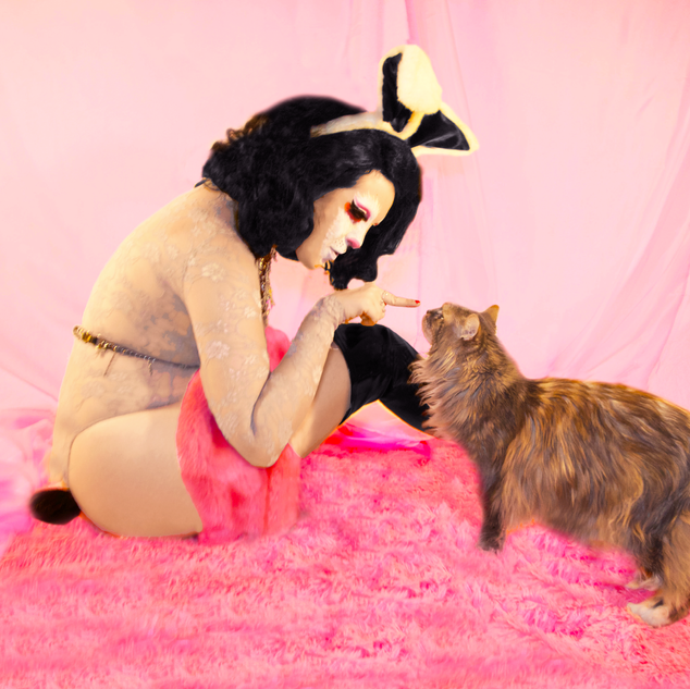 When bunny meets kitty