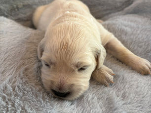 Week 2 White Female Cheyenne (Reserved)