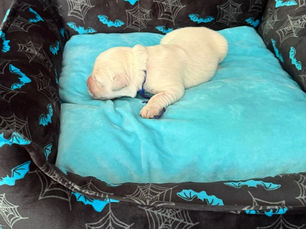 Blue Male (Dallas) Available