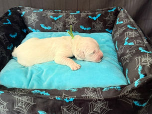 Green Male (Boston) Available