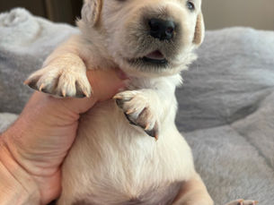 Week 2 Green Male Boston (Available) 
