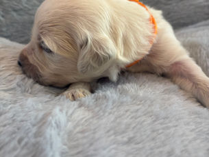 Week 2 Orange Male Denver (Available)