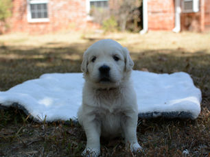 Wk 4 Brown Male Logan (Available)