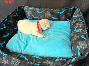 Red Male (Phoenix) Available