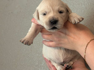 Week 2 Yellow Female Savannah (Reserved)