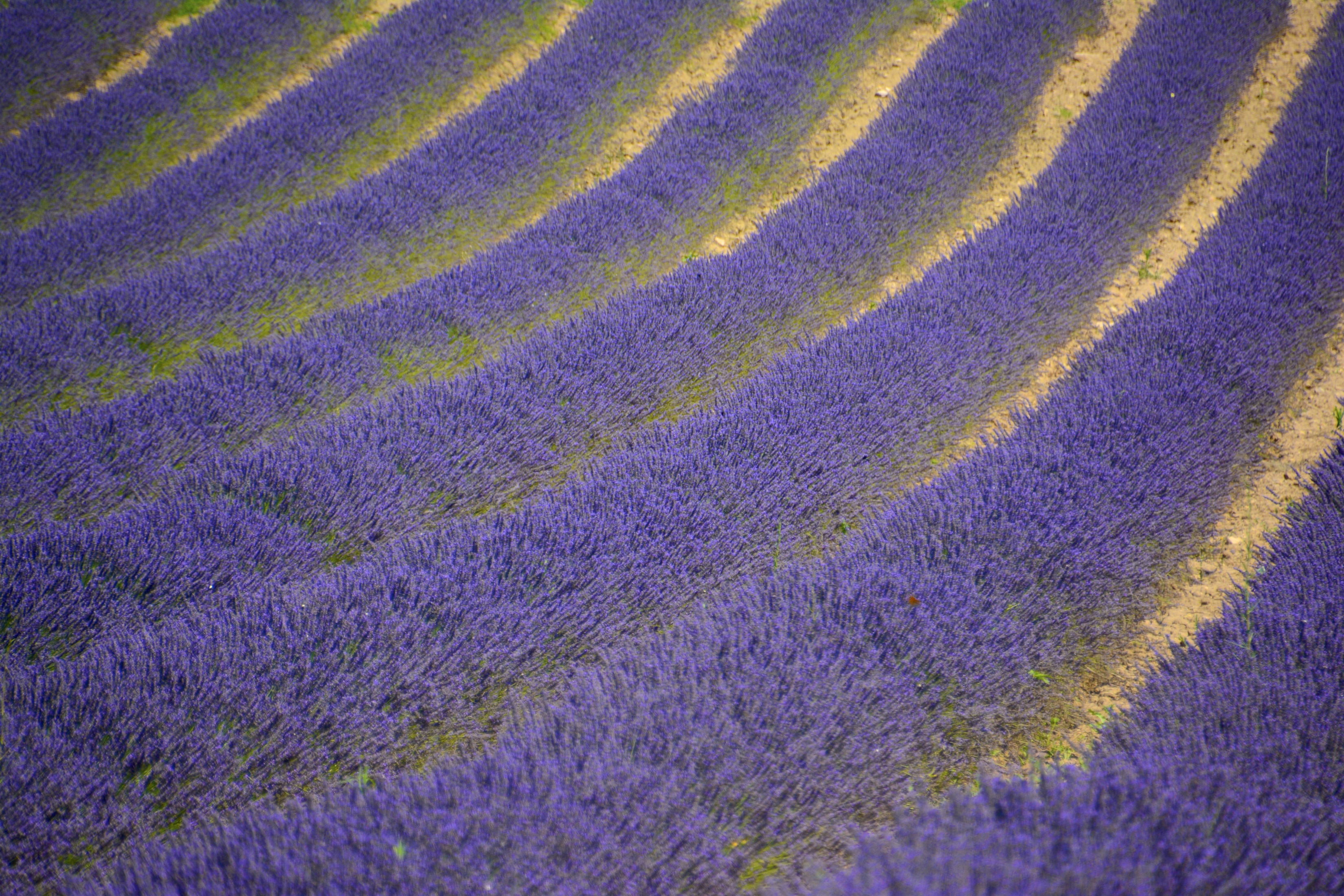 Schmetterling | Provence