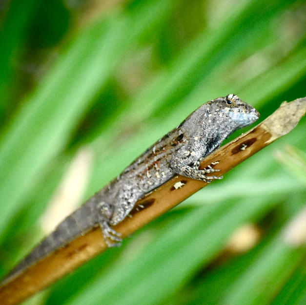 Shedding Skin