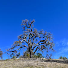 Blue Skies - 2020