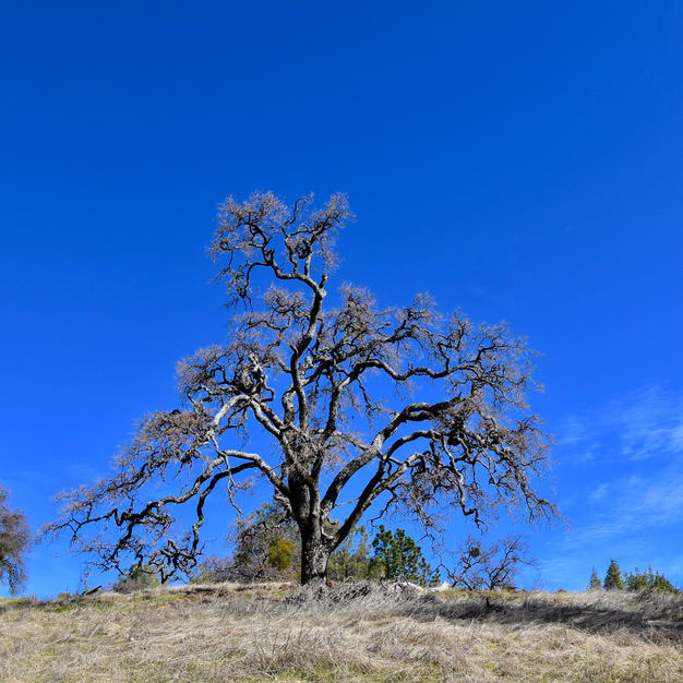 Blue Skies - 2020