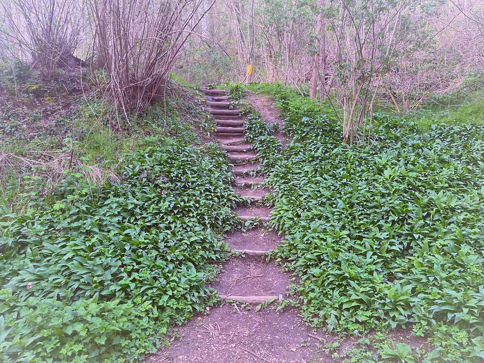 steps in the forest