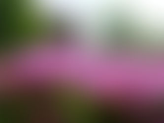 つつじと五月晴れのキャンパス