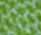 Chloroplasts.jpg