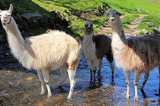 photo-des-lamas-w.jpg