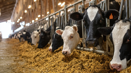Empresas Gorbea crea Departamento de Nutrición Animal para impulsar soluciones sostenibles desde el sur de Chile