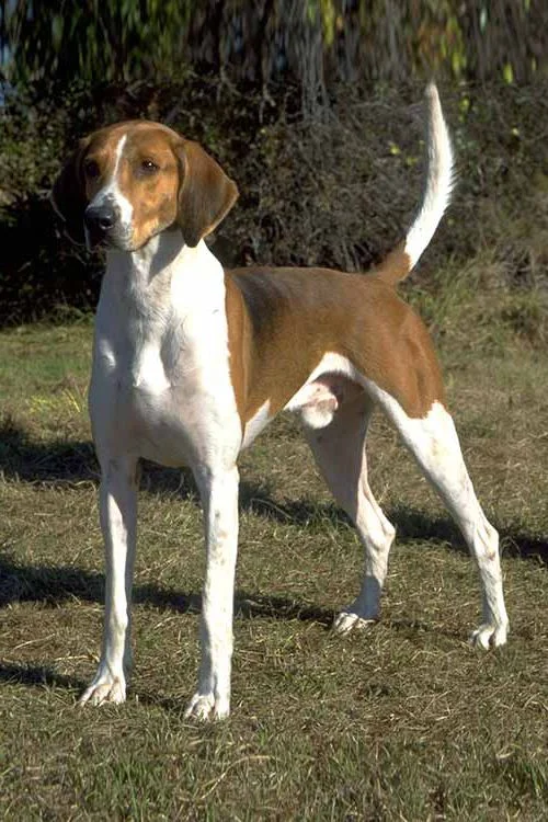 american foxhound