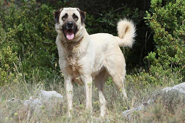 Anatolian-Shepherd-Dog-On-White-01.jpg