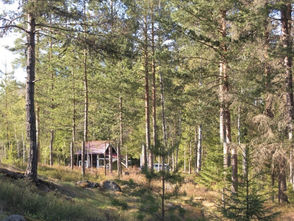 How to survive the Finnish cottage