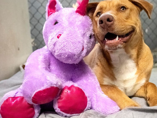 Un perro fue detenido por robar 5 veces un unicornio de peluche en una tienda, esto hizo la policía