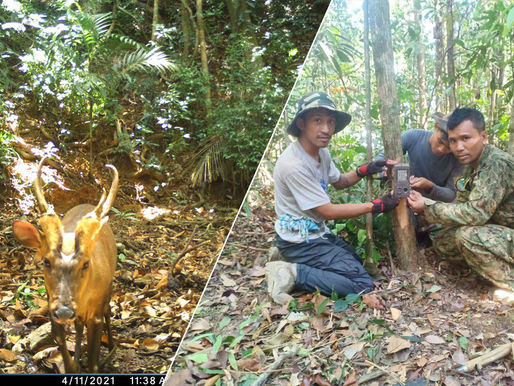 Avistan por primera vez en Camboya un ciervo ladrador, una especie en peligro crítico de extinción