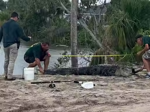 Un joven perdió su brazo tras ser atacado por un caimán de más de tres metros en Florida