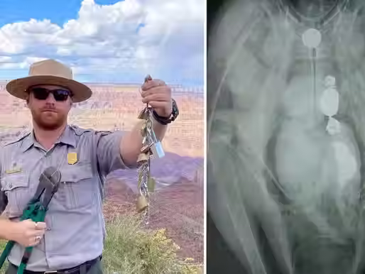 El Parque Nacional del Gran Cañón alerta que los “candados del amor” pueden matar a los cóndores
