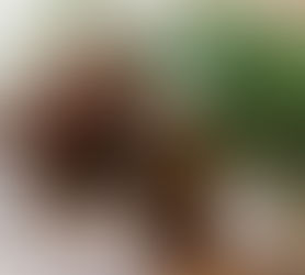 What are our oils good for (Part 2) – Our Aromatherapy Chakra Oil Range (lower triangle of chakras)