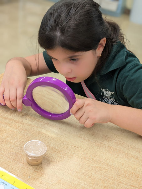 Life Cycle of a Butterfly