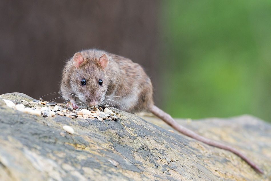 a brown rat