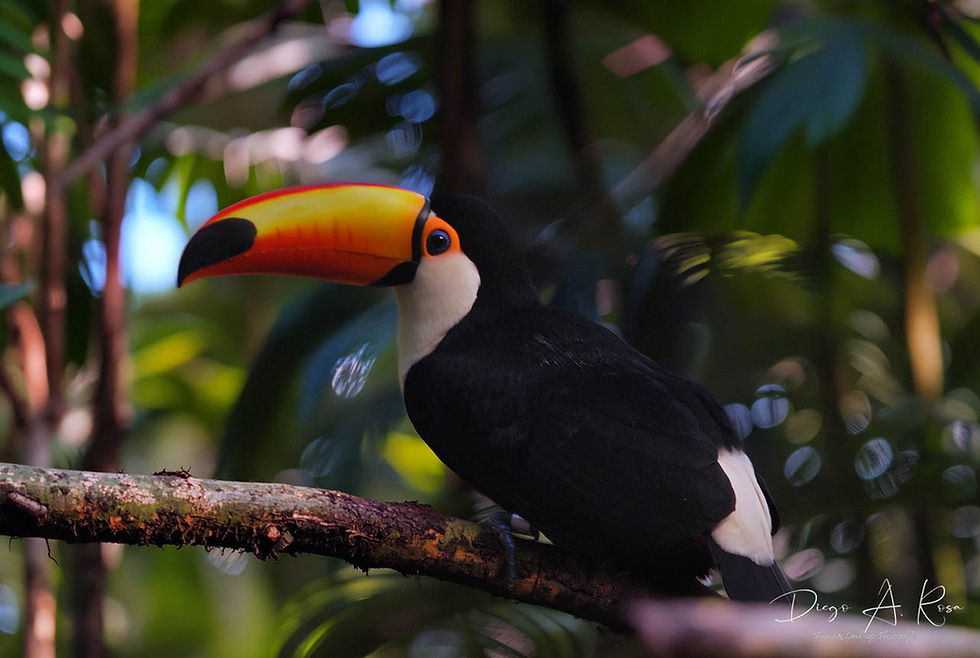 Ramphastos toco