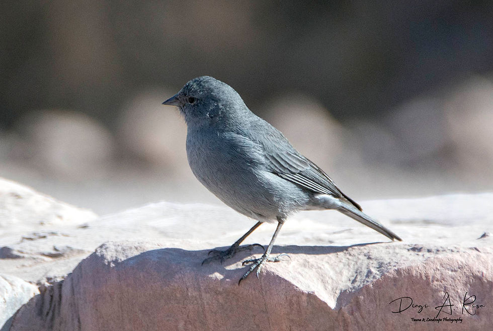 THRAUPIDAE - Phrygilus unicolor