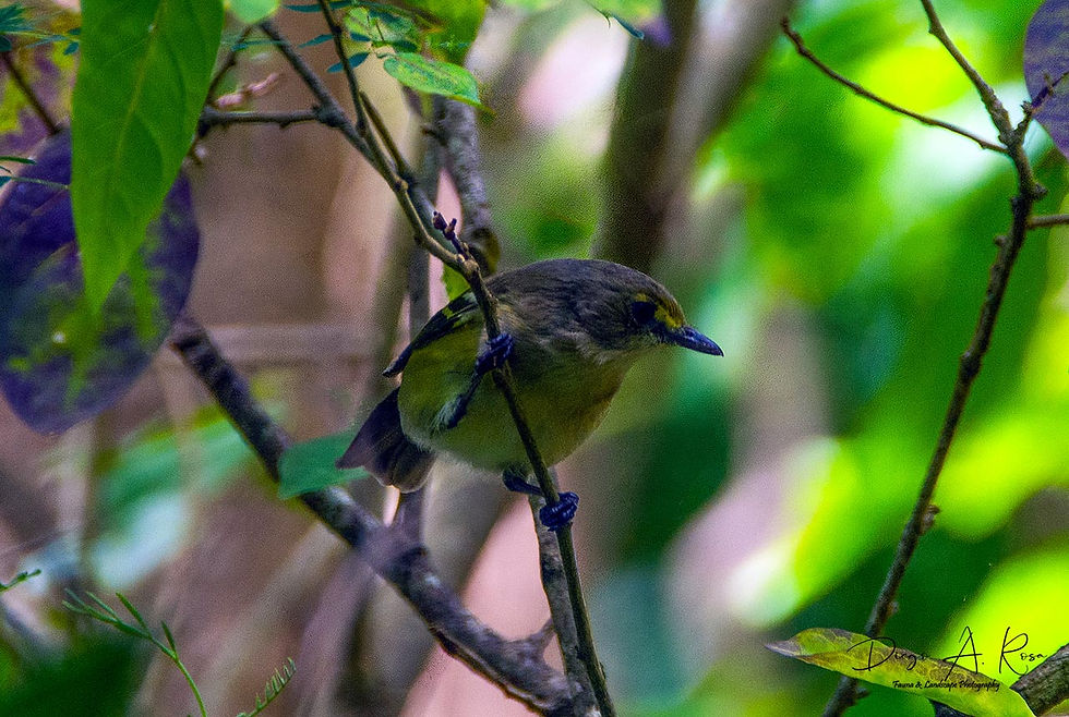 Vireo caribaeus