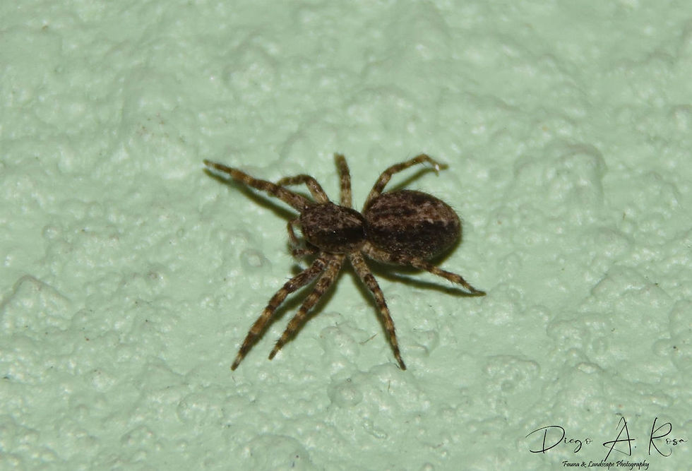 SALTICIDAE - Titanattus andinus