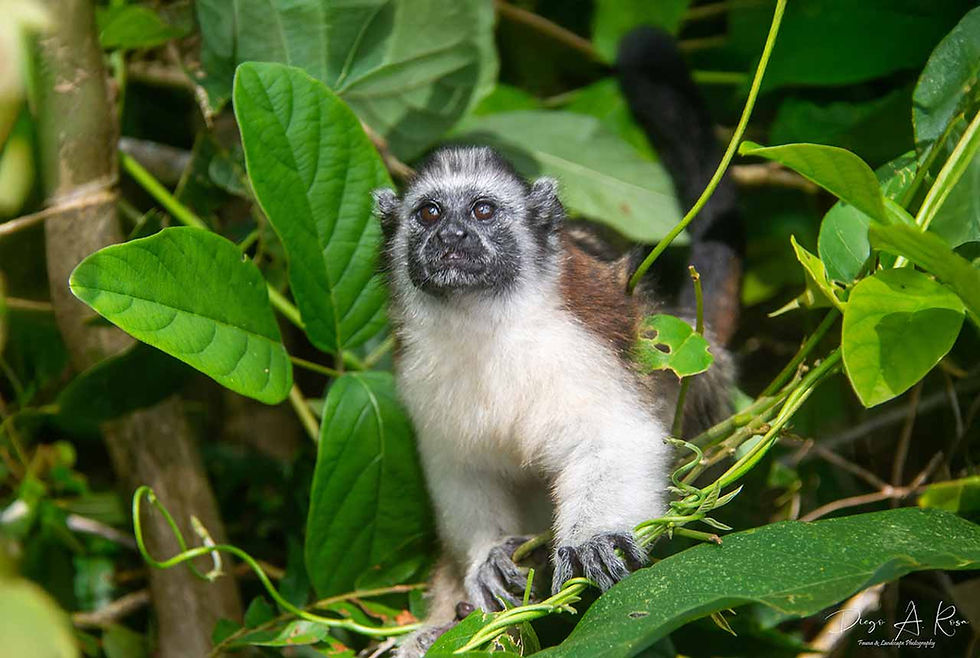 CALLITRICHIDAE - Saguinus geoffroyi