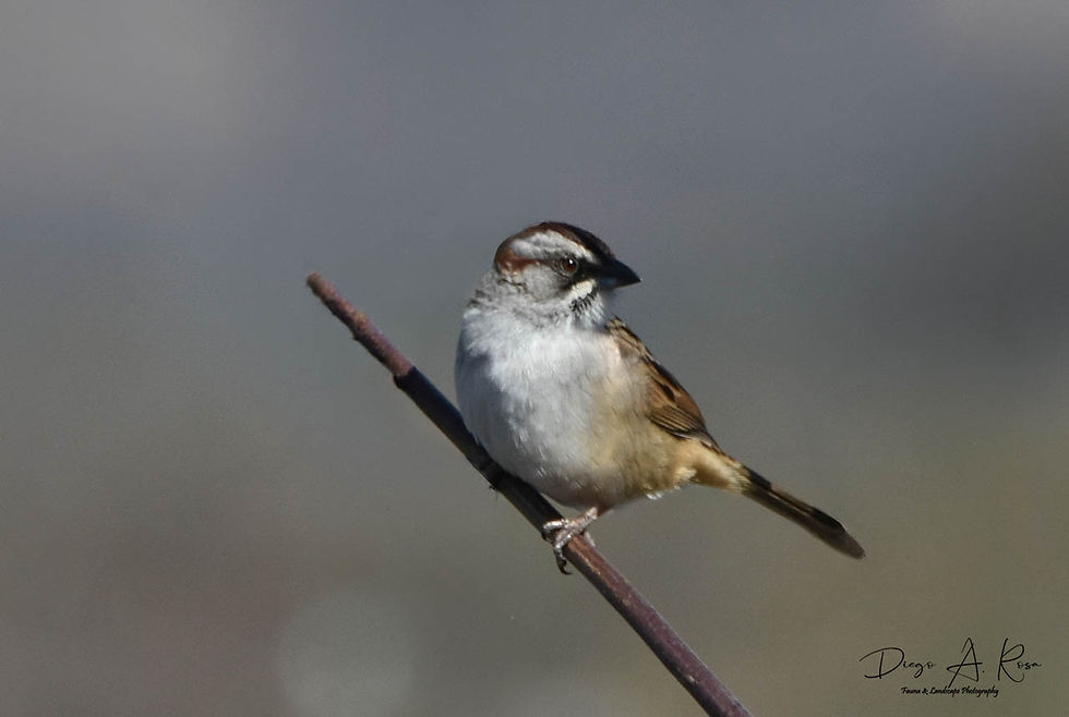 PASSERELLIDAE - Rhynchospiza strigiceps