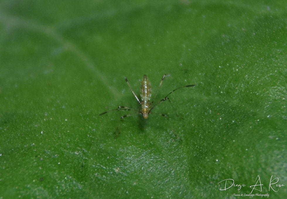 BERYTIDAE - Berytidae (Ninfa)