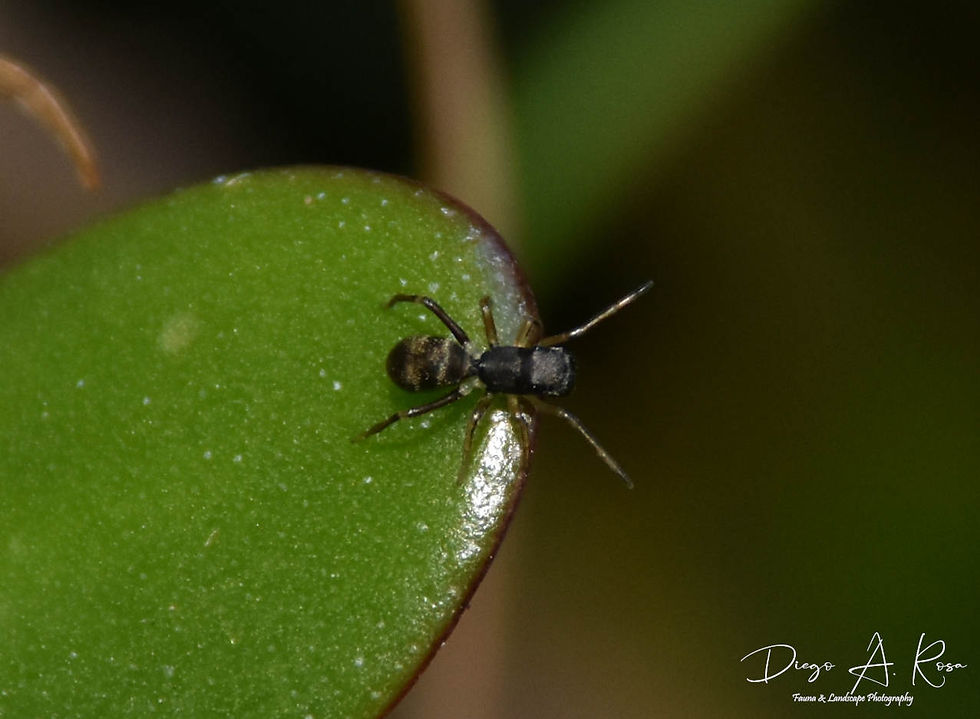 SALTICIDAE - Sarinda sp