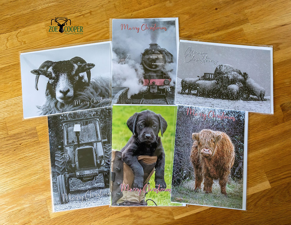 Looking for a Unique Christmas Gift?