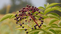 Elderberries by Ness