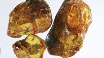 Amber by Sue Perryman