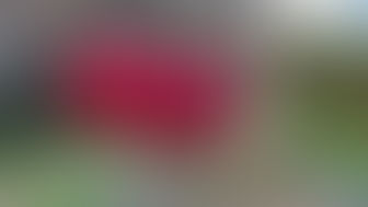 Crab Apple by Ness Armstrong