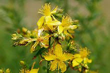 St. John's Wort by Sue Perryman