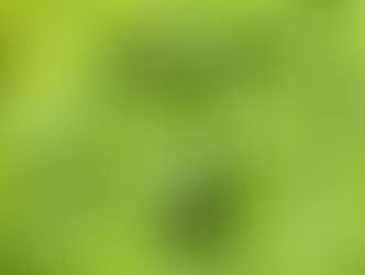 Basil by Sue Perryman